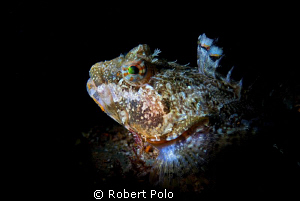 Headshot of a sculpin. D200, 105mm, snoot by Robert Polo 